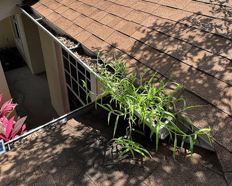 Gutter filled with plants and debris before cleaning