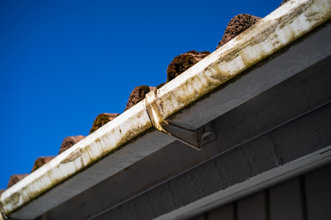 Clogged rain gutter on a home before professional cleaning